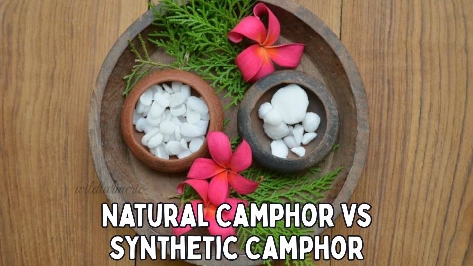 Natural Camphor vs Synthetic Camphor